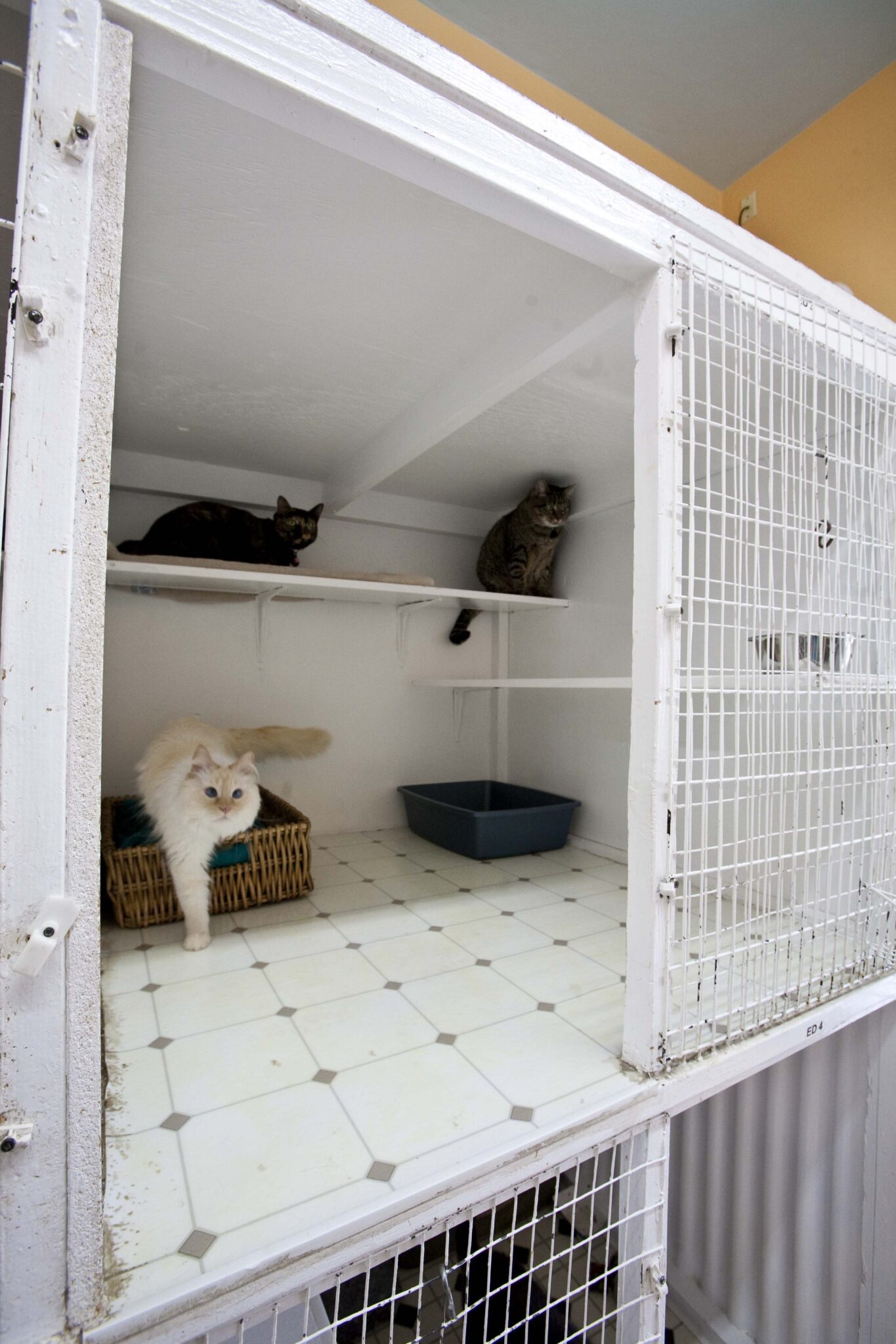 Garforth Cattery Rooms & Suites - The Cat House Hotel®